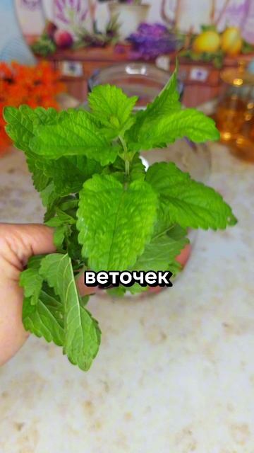 Махито из клубники. Клубничный компот