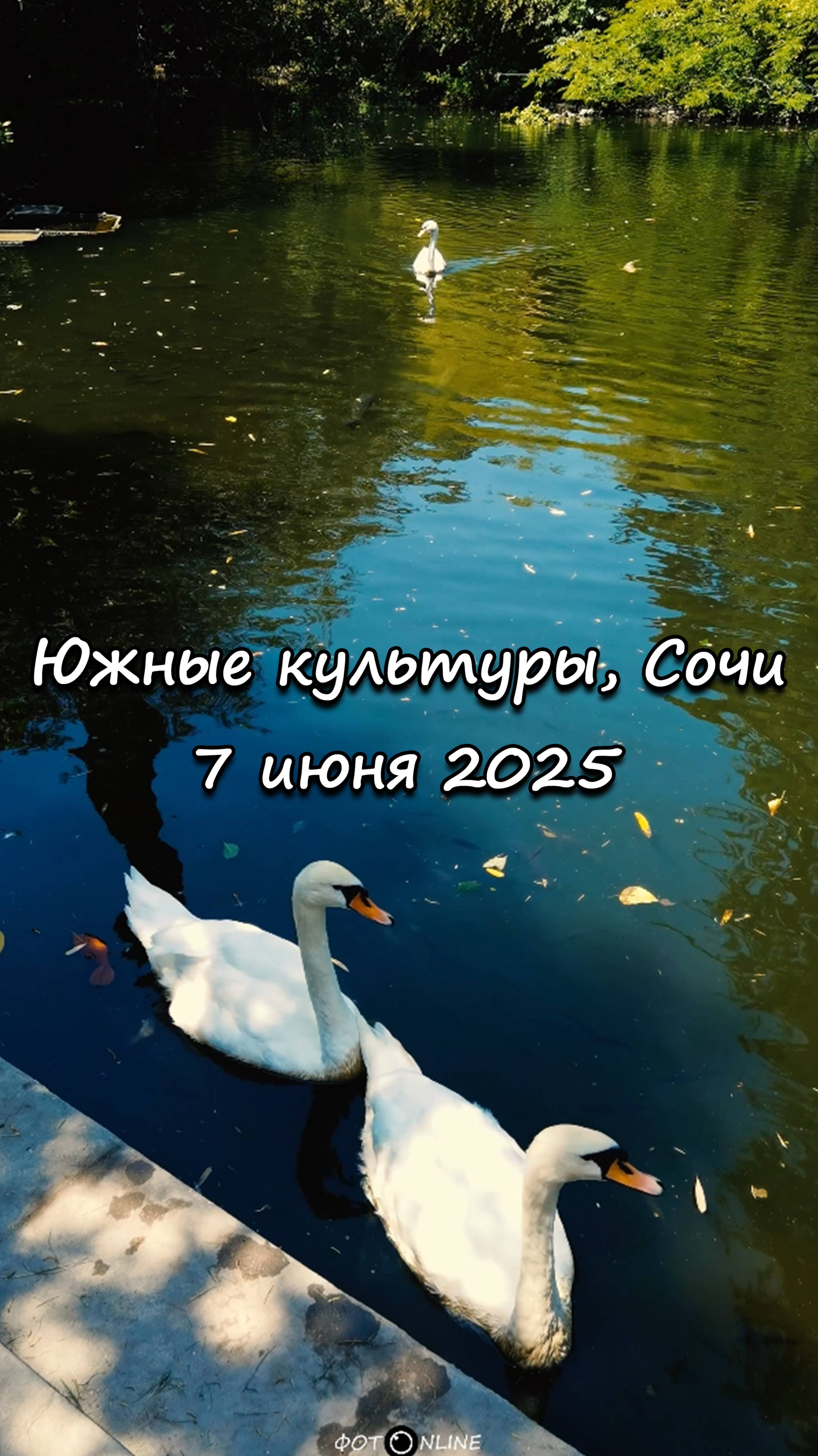 Парк Южные культуры, Сириус, Сочи. 7 июня 2025