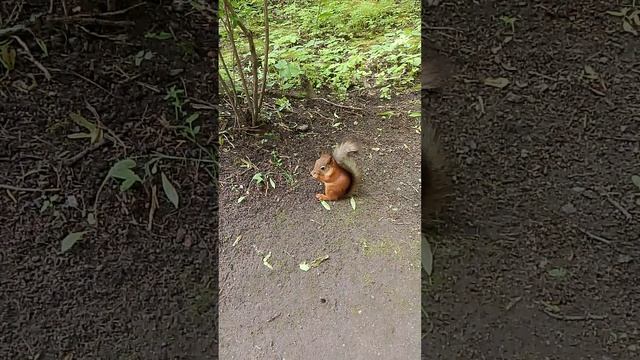 Санкт-Петербург.ЦПКО имени Кирова.