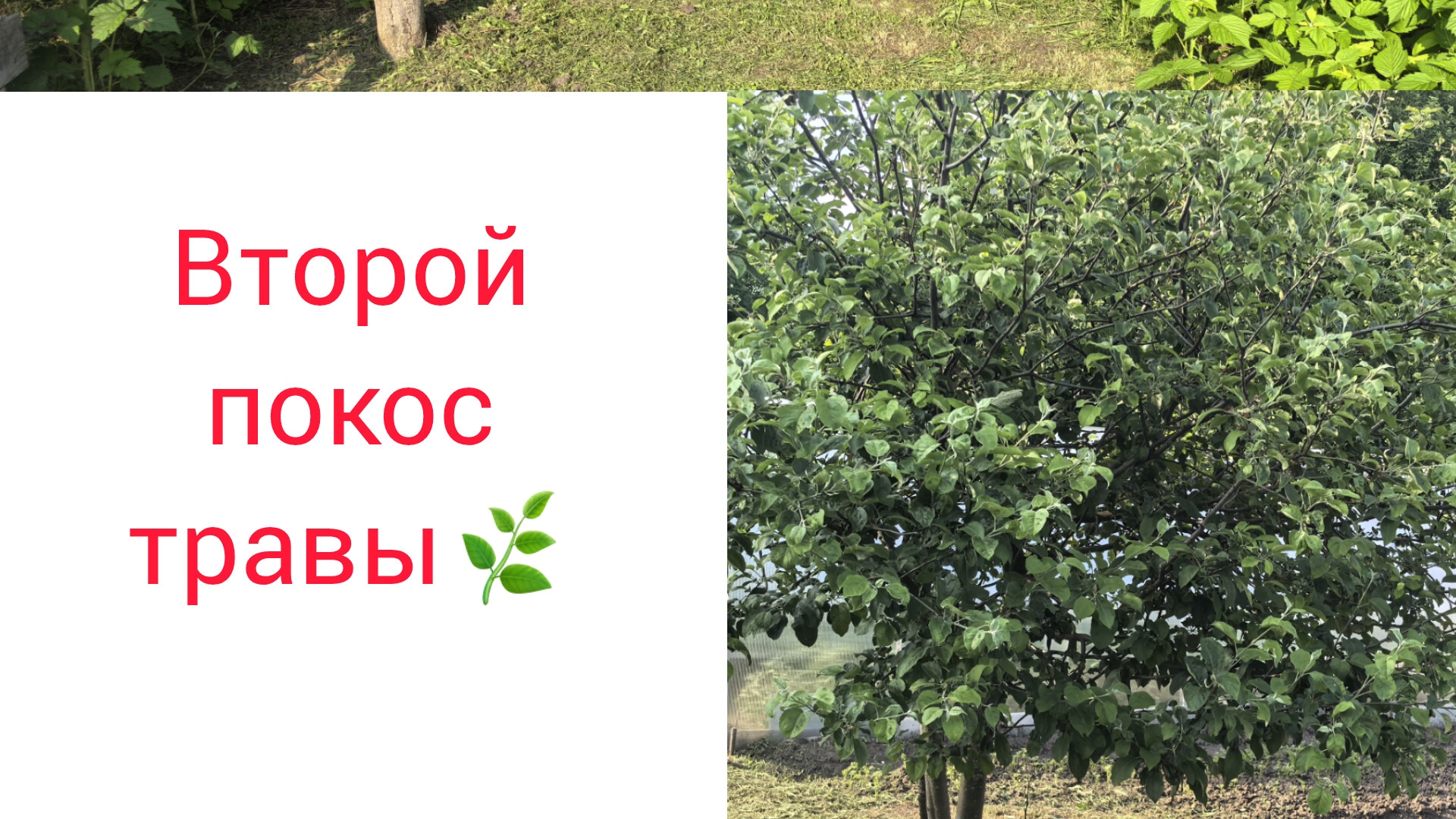 Второй покос травы🌱