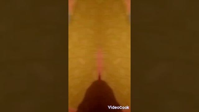 1000002384.mp4