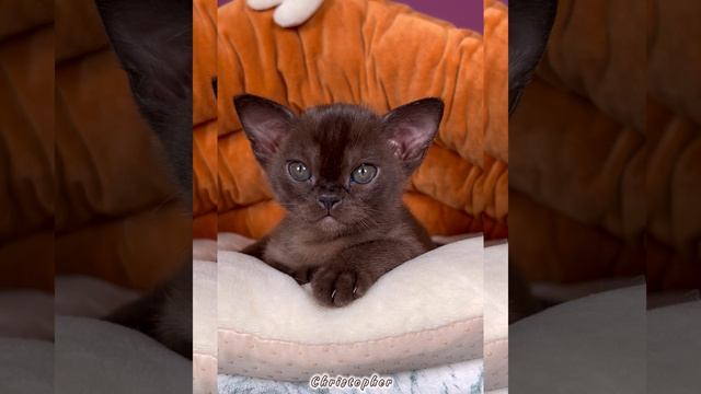 Бурманский котёнок соболиного окраса Christopher Freya Way. Помёт «С8»