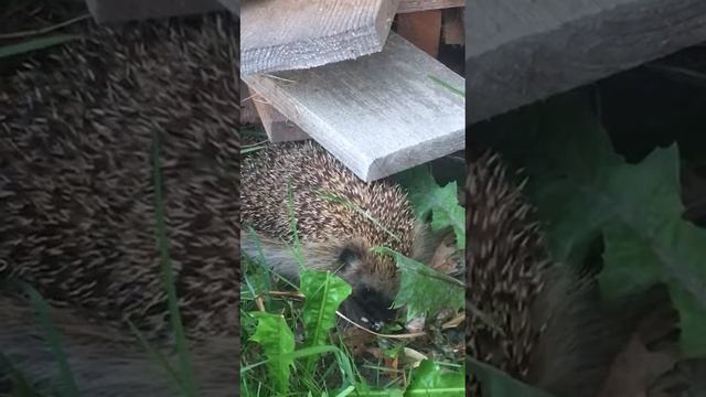 1000017407.mp4