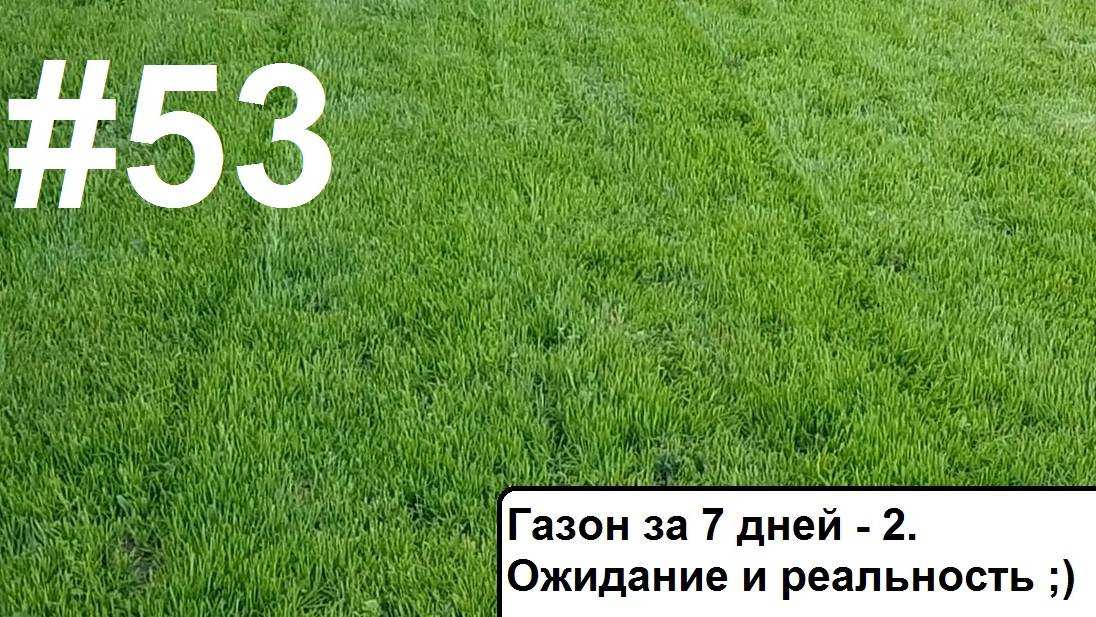 Газон за 7 дней -2. Ожидание и реальность.