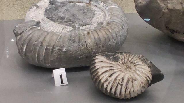 Минералы и окаменелости Геленджика. Мергель, перит, кальцит, конус, лиманит, конгломерат, септарии