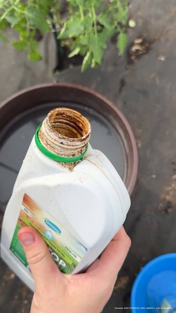 ХОТИТЕ МЯСИСТЫЕ и СЛАДКИЕ ПОМИДОРЫ ВЕДРАМИ? Подкормка томатов, чтобы увеличить урожай   #огород