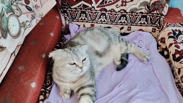 Жизнь в деревне 🏡// закололи свинью // встреча с детьми 🥰 // застолье//