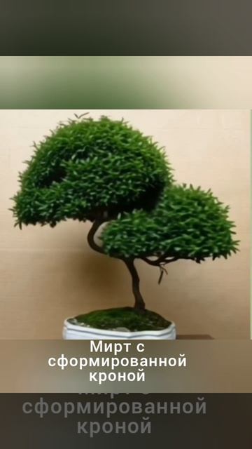 Мирт
