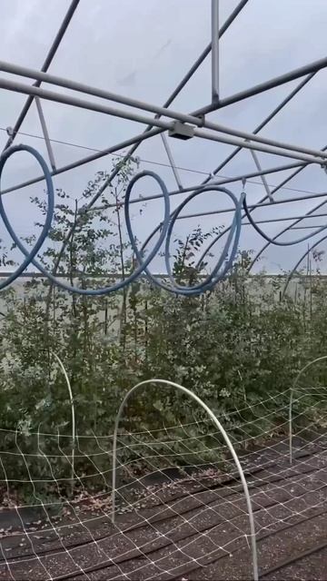 Интересная идея для удобства полива в теплице