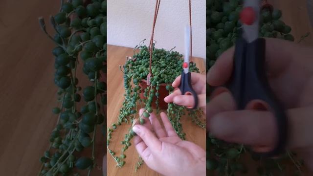 Крестовник Роули.
Черенкование.