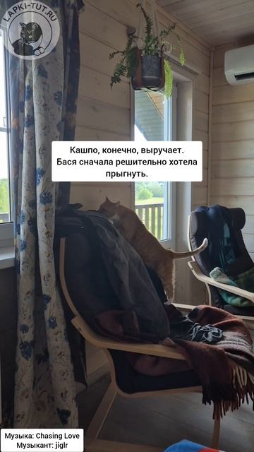 игрушки  для кошек