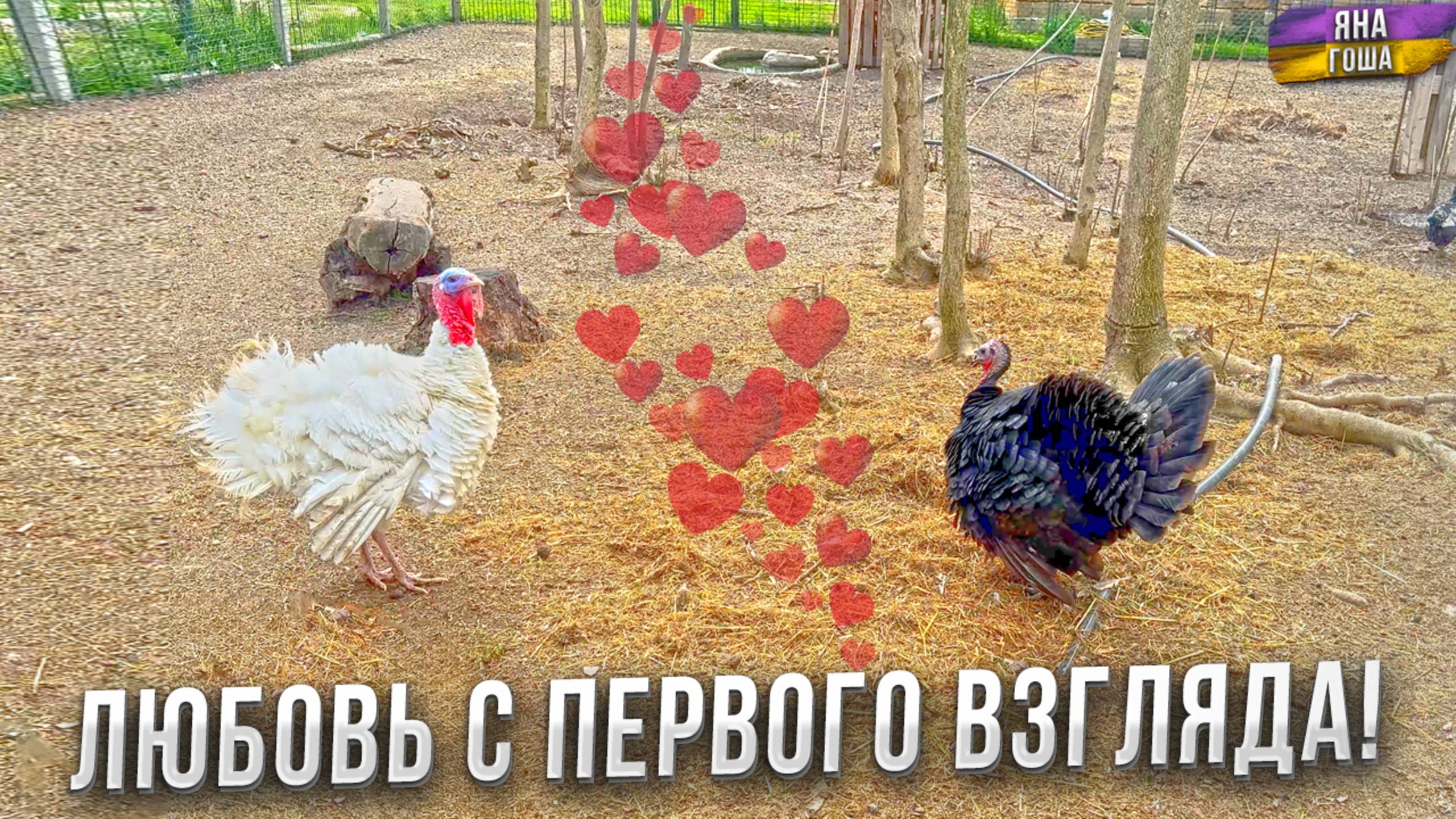 Выпустила индюка на свободу и тут началось такое... Полный обзор птичьего двора Яны: курицы и индюки