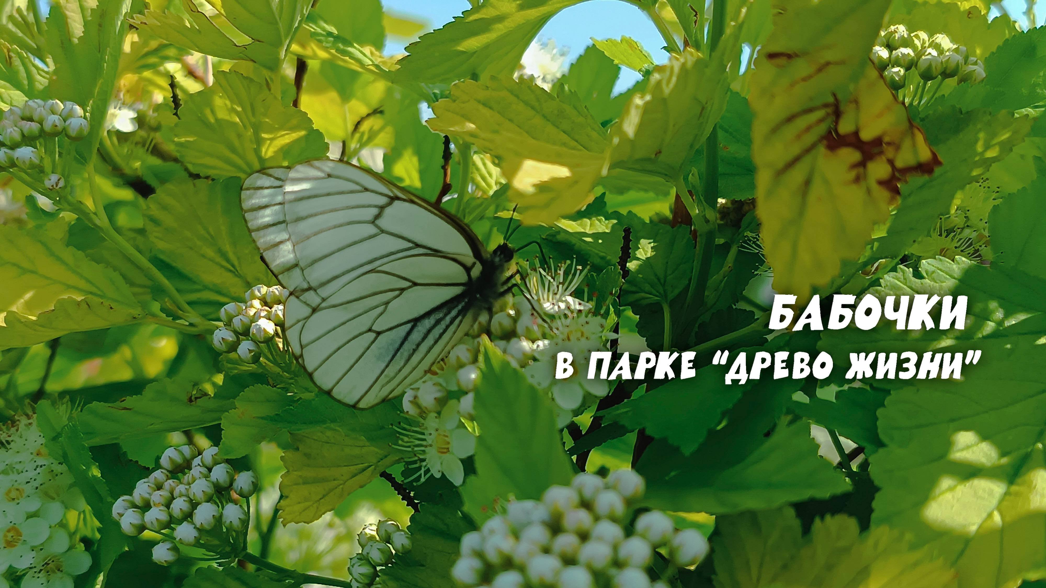 Бабочки в парке 