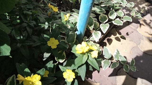 Обзор цветов на 10.06.25г.