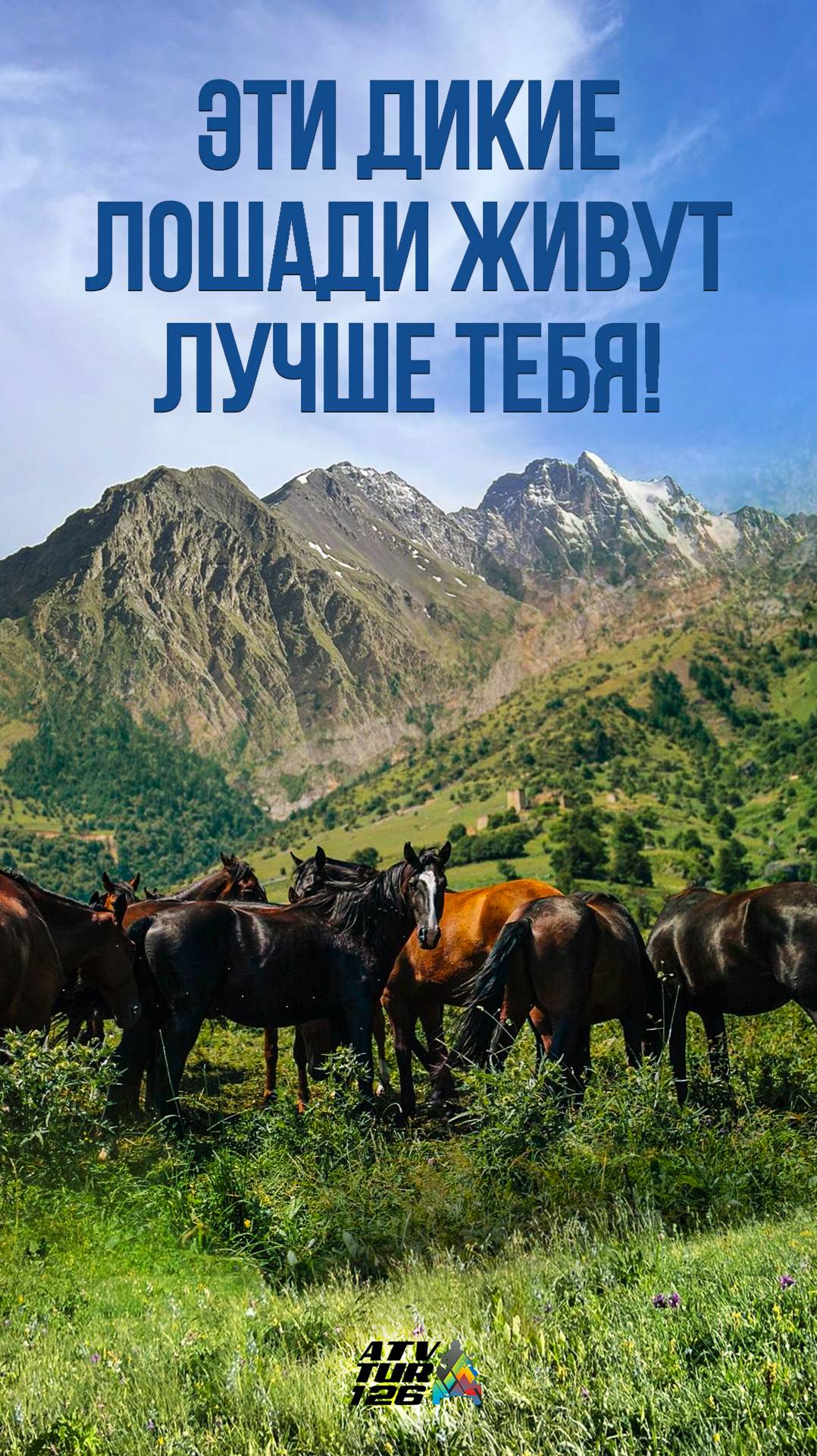 Эти дикие лошади живут лучше тебя 😱