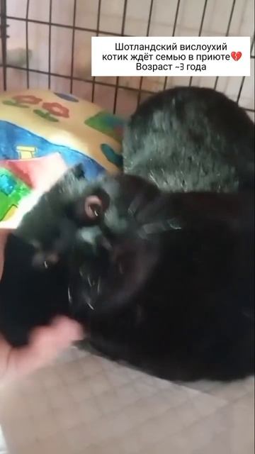 шотландский вислоухий котик ждёт семью