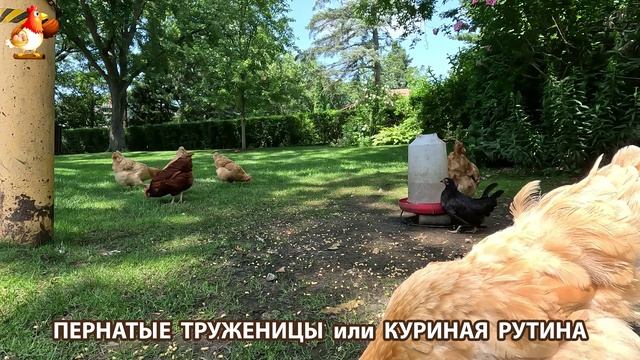 Куры несушки свободного выгула и их обычная куриная рутина – эпизод (425)