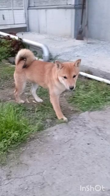 сиба показ