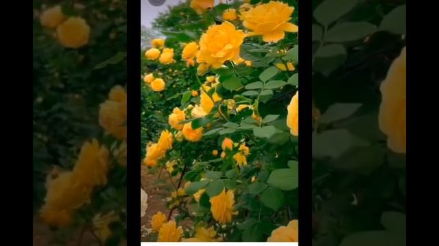 Пространство Любви