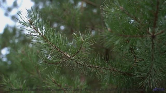 Это видео - как погружение в океан спокойствия! - Celebration -- Scott Holmes Music -- Inspiring Bac