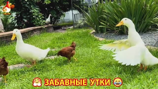 Забавные утки мускусные и пекинские на свободном выгуле ч.(61) ❣️🤗😂