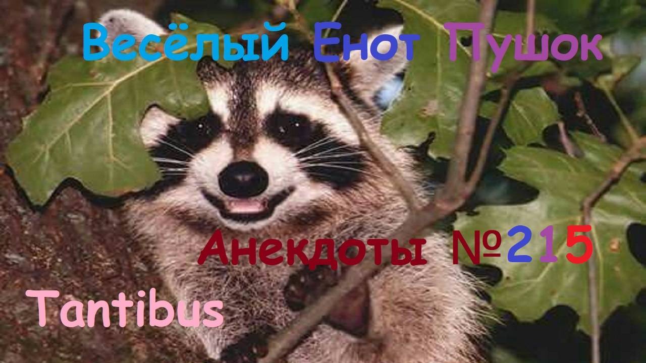 Енот пушок рассказывает анекдоты №215
