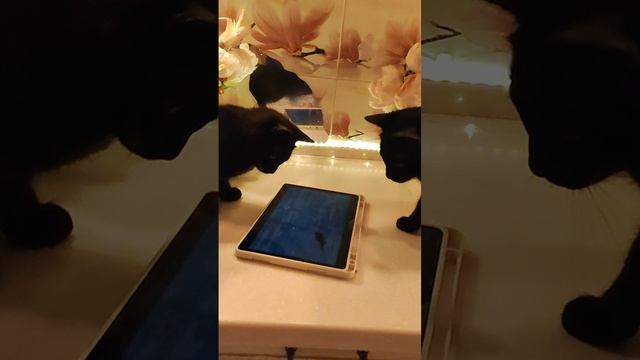 Игры двух бомбейских братьев