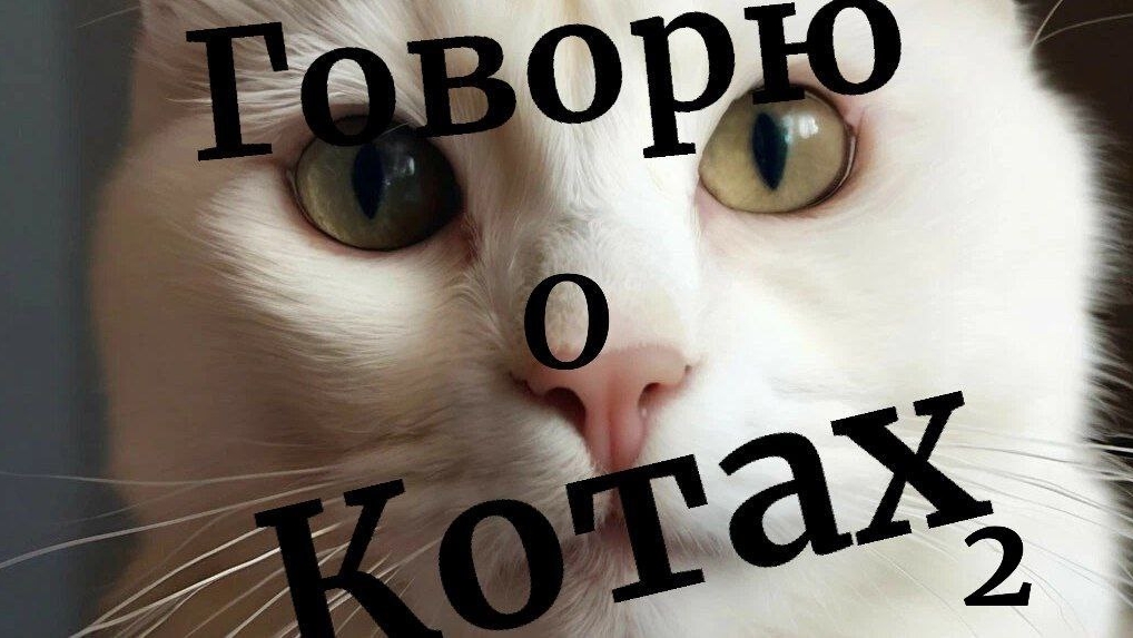 Говорю о КОТАХ! Часть 2