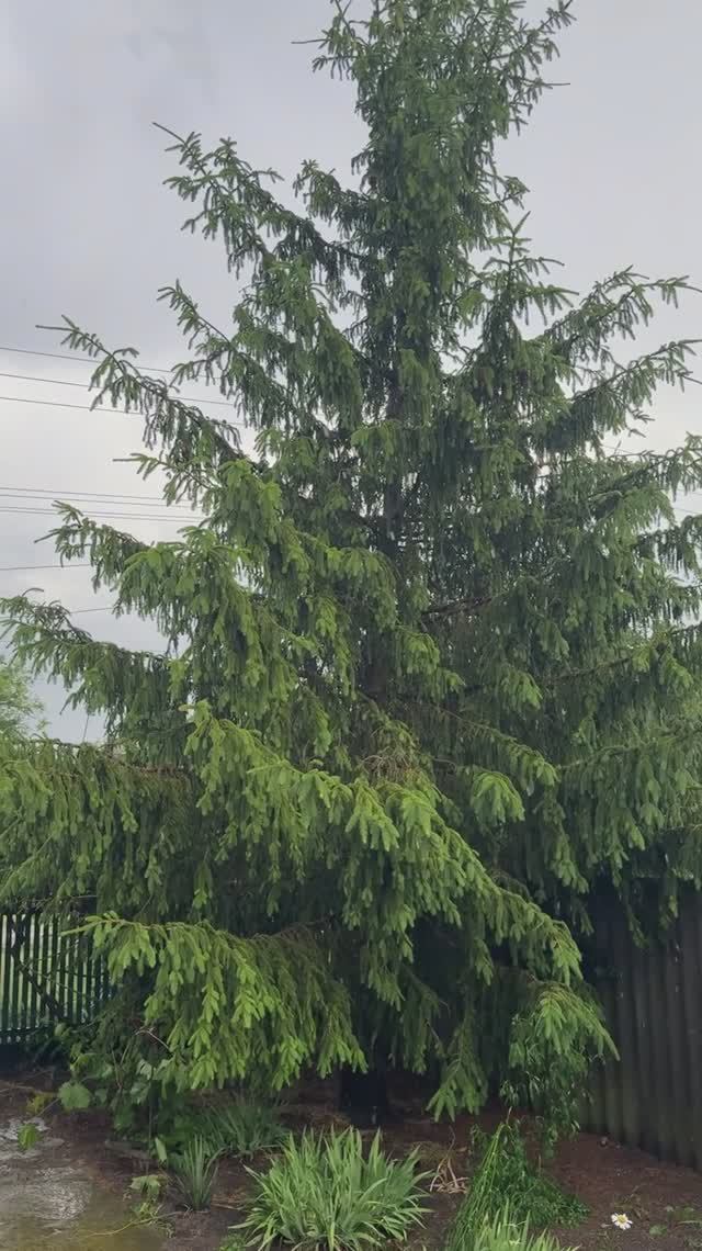 Шум дождя 🌧️