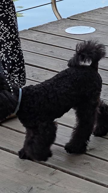#собачка #пехорка #балашиха #reells #margo #dog #dogs #doglife #short #shorts #shortvideo #shortsvid