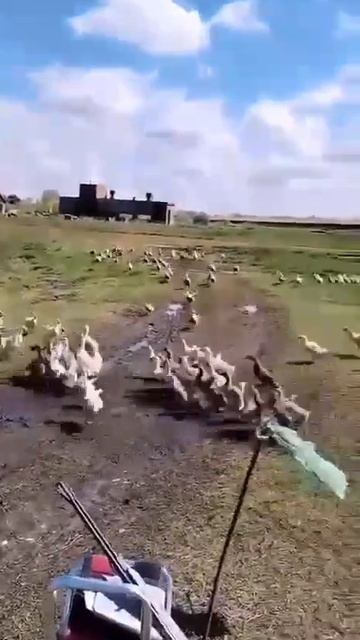 VID_20250609_152910_601.mp4
