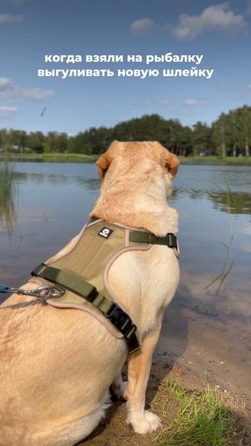 ТАКТИЧЕСКАЯ ШЛЕЙКА
для собак от Milopets 🫡