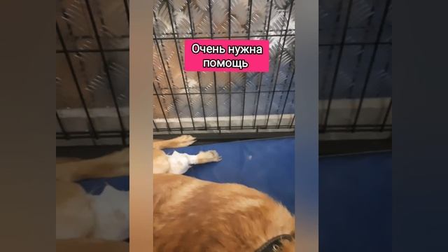 Рыжику нужна помощь