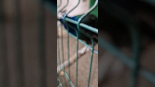 🌳✨ ГЛЭМПИНГ ЛЕС И РЕКА | День 2 — Борьба павлина с собакой, веселье продолжается✨🌳