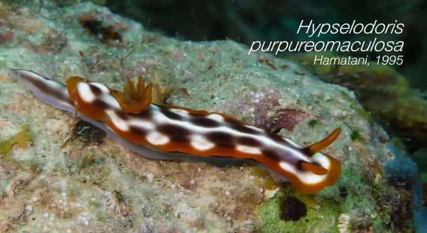 Hypselodoris — род морских брюхоногих моллюсков из семейства Chromodorididae, известных своей пор...