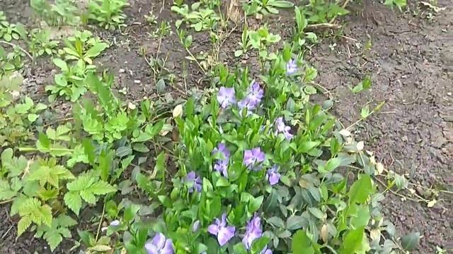 26.04.2024 _ Моя любимая дача