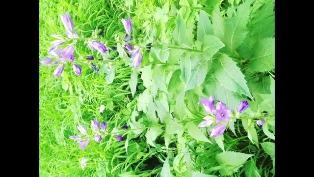 колокольчики прогулки городские зарисовки цветы
