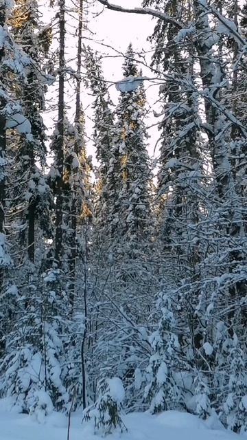 Солнце наше! Нашу Землю храни 🌞