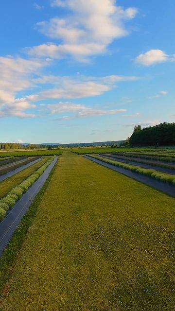 🚁 Вид с воздуха на винодельческий регион Вашингтона 🍇

Снято дроном DJI Avata — спокойный полёт