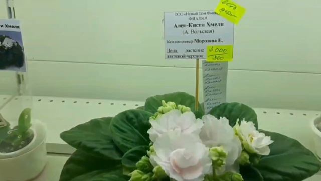 #46.Москва.Дом фиалки.Выставка фиалок.