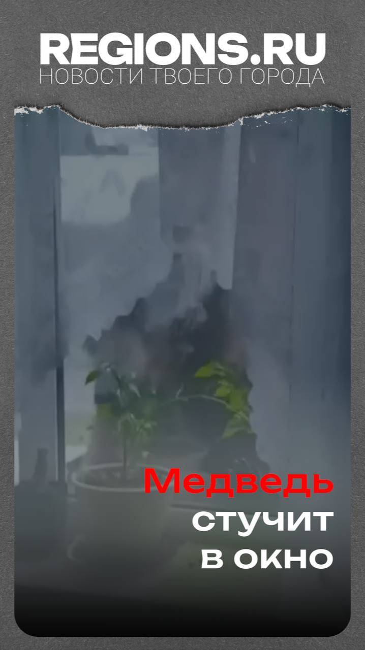 Медведь стучит в окно
