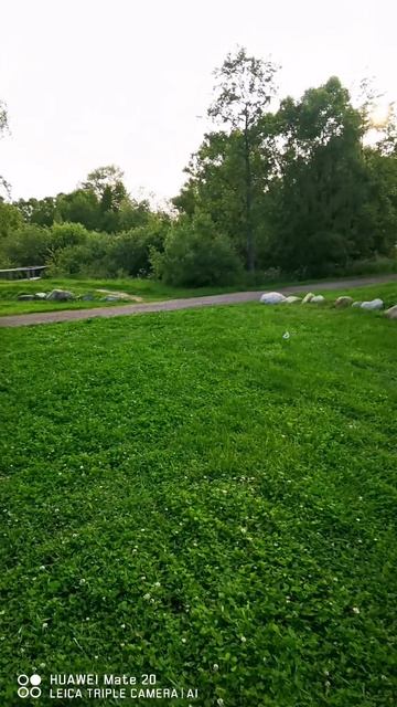 petal_20250610_205221.mp4