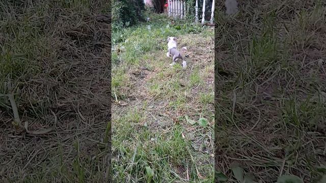 11-06-2025 щенки кхс