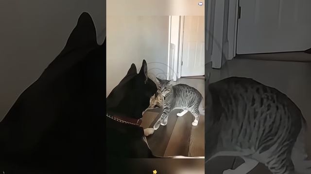 G-Cem7HpZHk - Terrorist cat #shorts #animals #fannyvideo