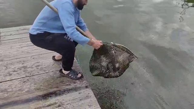 Запуск карпа. 1200 кг в водоёме.