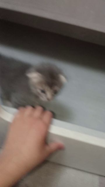 Жужа