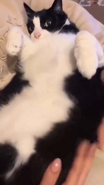 Массаж животика😍