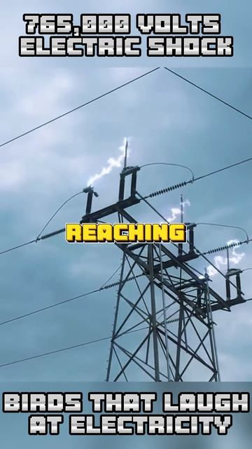 Ah3aSnR9Jh0 - 765,000 volts Electric shock🦉Birds that Laugh at Electricity #shorts #animals #viral