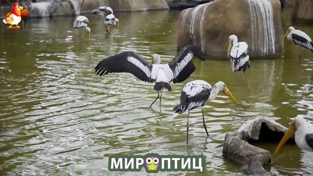 Мир птиц – красота и грация пернатых созданий Природы 🦩🦚🦜 Выпуск (200) 🦉🐦🐤