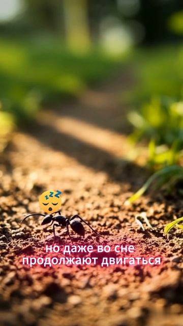Муравьи не спят, как мы